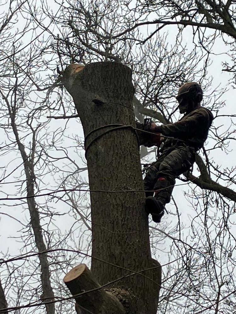 Arborist using a chainsaw to section a substantial upright tree trunk while secured by climbing ropes.