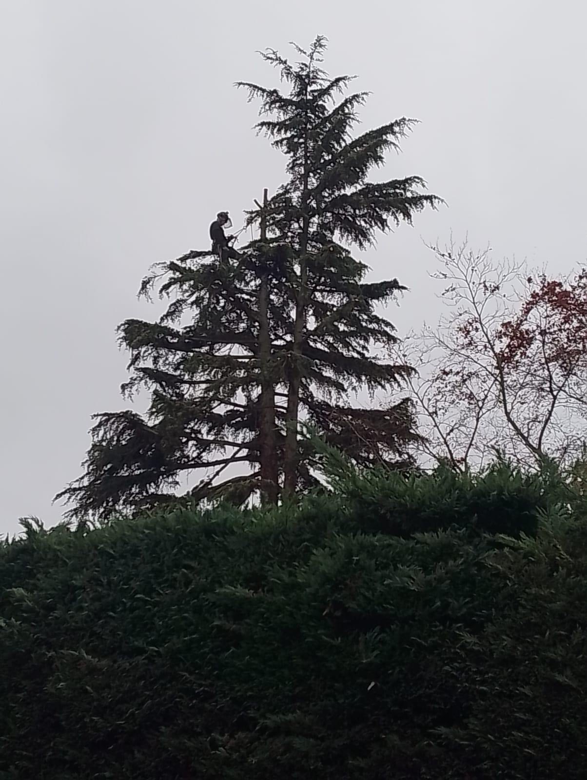 Limb Reaper rope-access climber pruning the crown of a tall mature cedar tree.