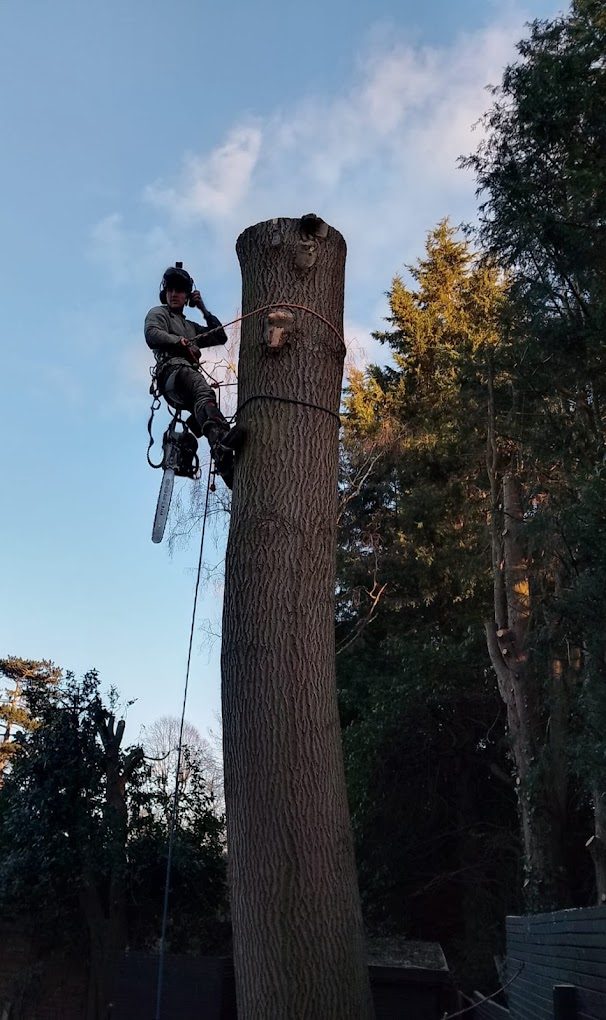 A Limb Reaper climber roped up high on a large tree trunk against an evening sky, mid dismantle.