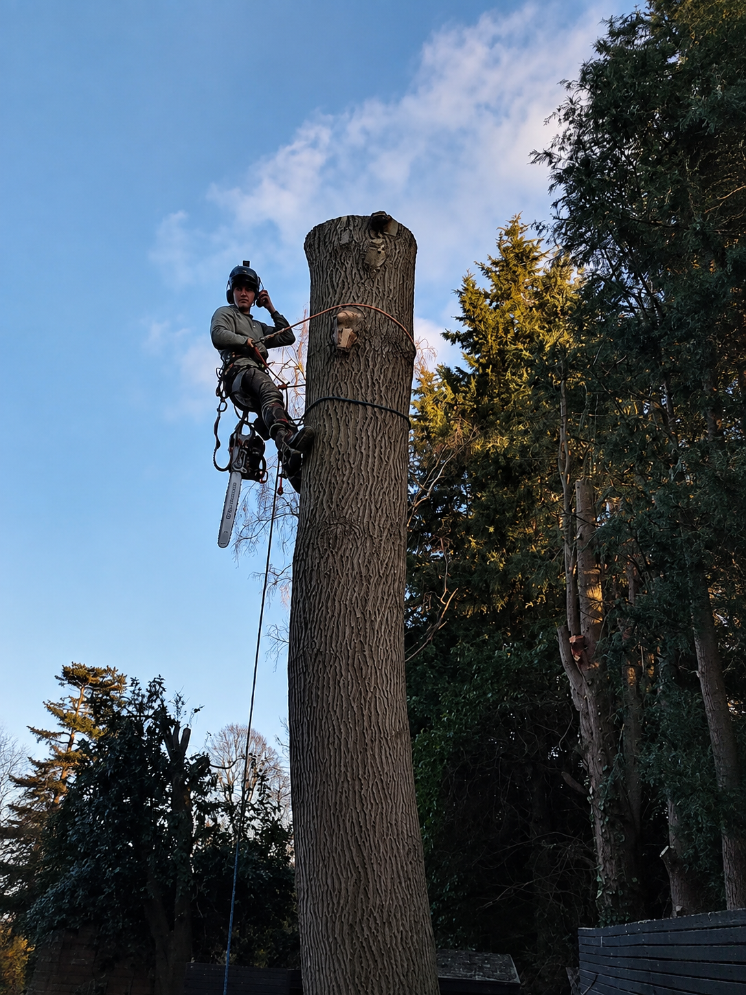 A Limb Reaper arborist secured beside a tall dismantled tree trunk with a chainsaw and rigging ropes.