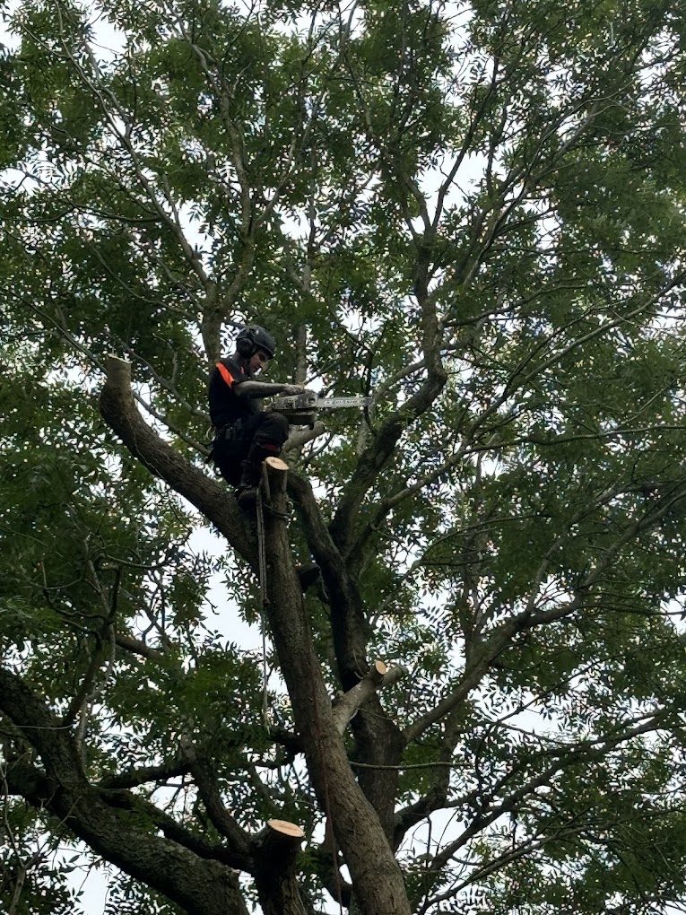 Climber working with a chainsaw high in a dense green canopy.