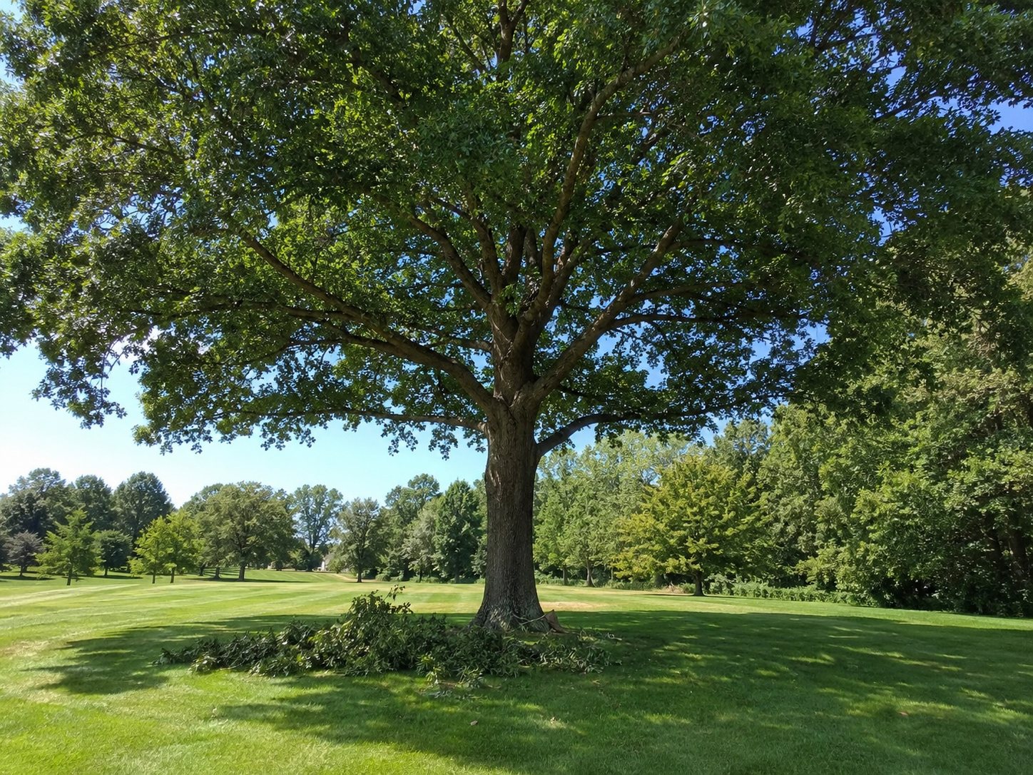 A large mature tree with its lower branches lifted, canopy raised high above open parkland.