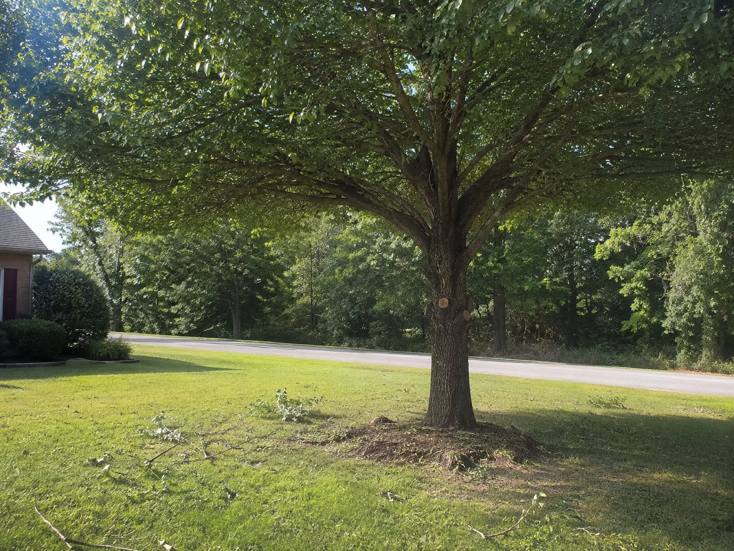 A tree beside a road with its lower branches lifted, raising the canopy well clear of the road below.
