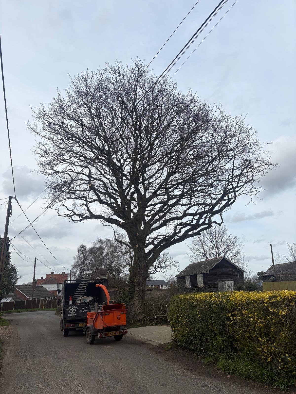 A completed roadside crown lift with clear space beneath the canopy, representative of work across Chelmsford's neighbourhoods.