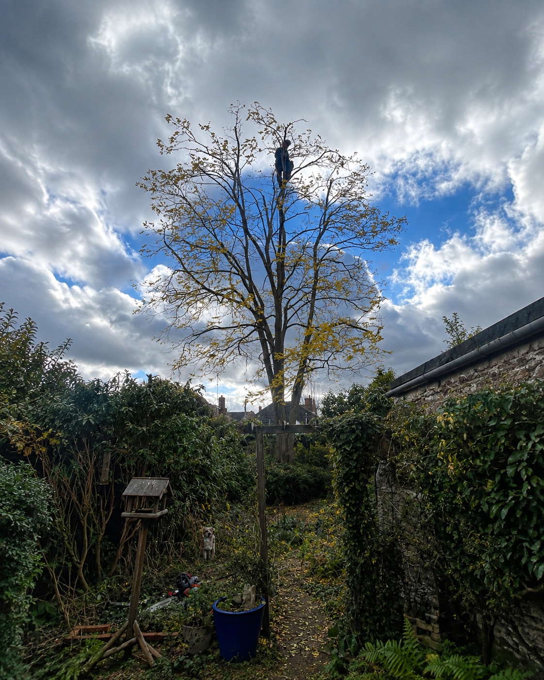 A rope-access climber carrying out crown lifting work on a garden tree.