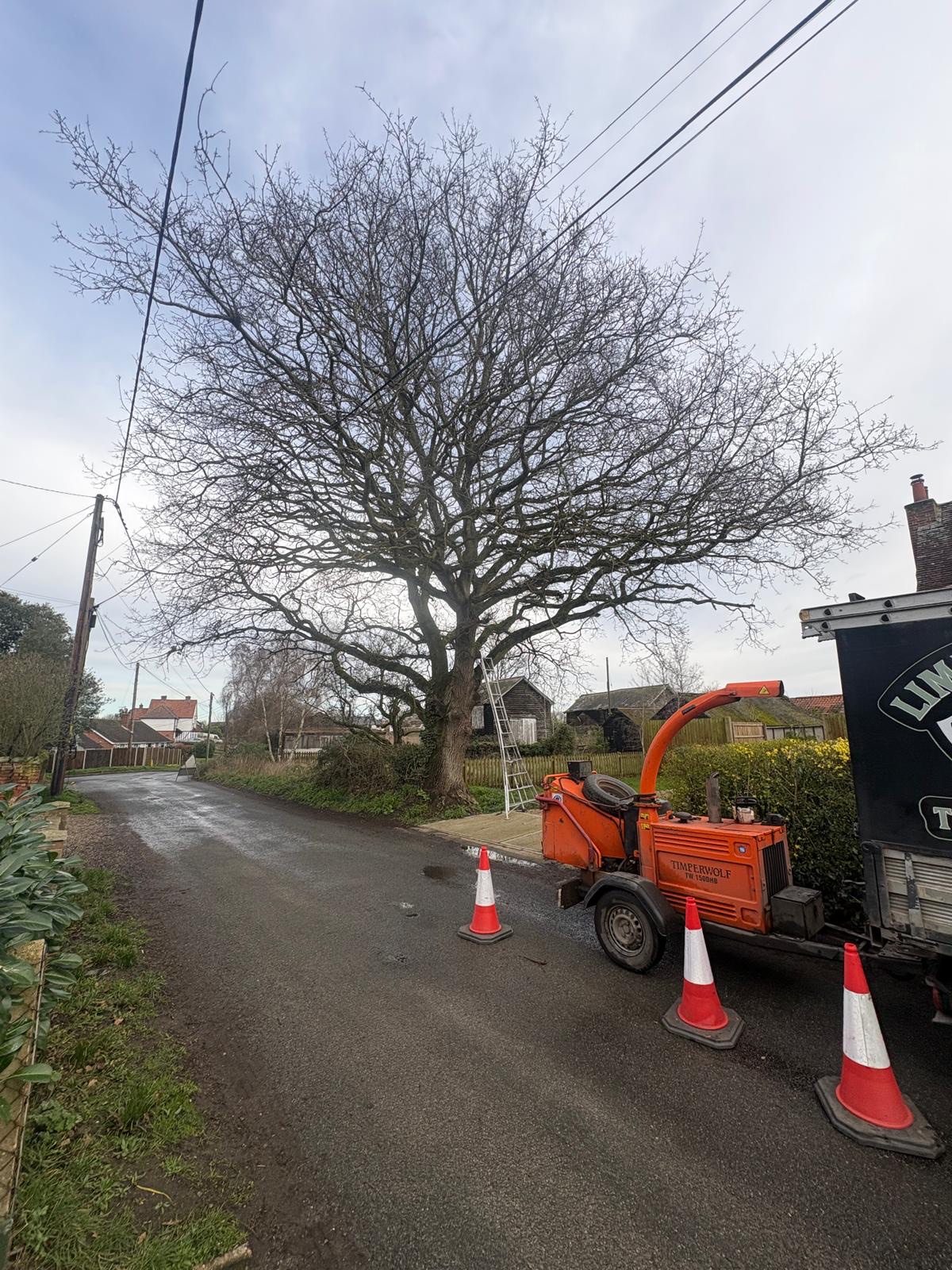 A mature roadside tree prepared for careful crown lifting, representative of work across Colchester's neighbourhoods.