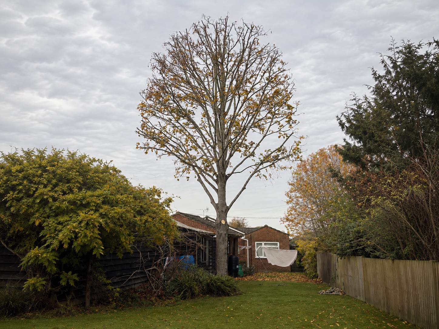Mature garden tree after crown lifting and careful pruning.