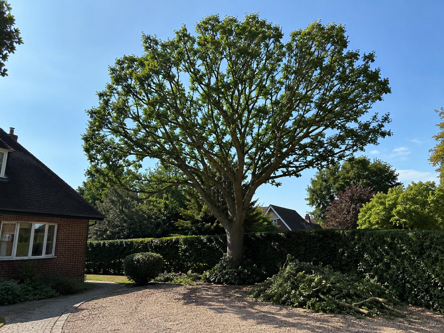 A large tree beside a driveway, freshly crown reduced with cut branches cleared to one side.