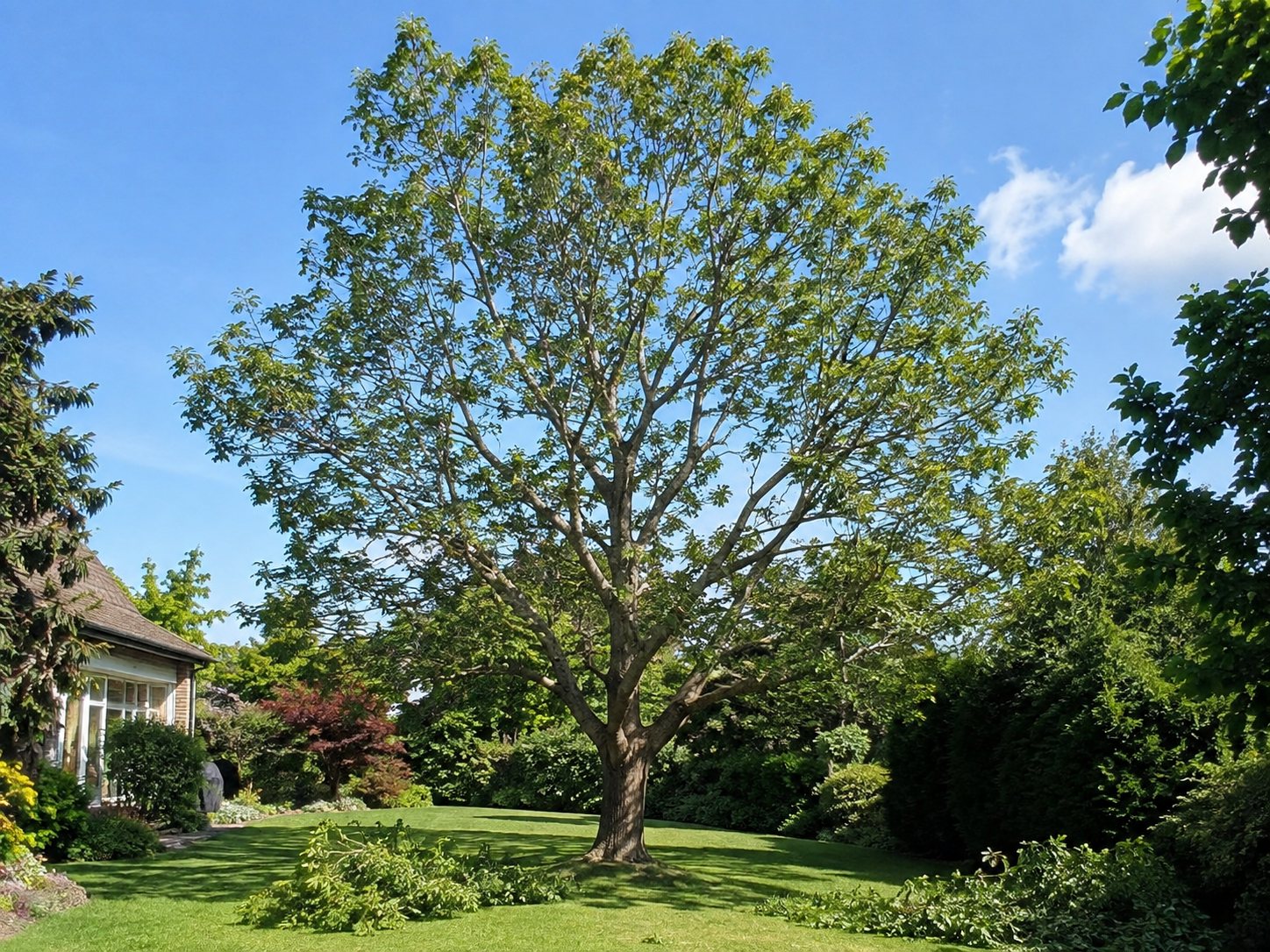 A mature garden tree freshly crown reduced and thinned, neatly shaped against a blue sky.