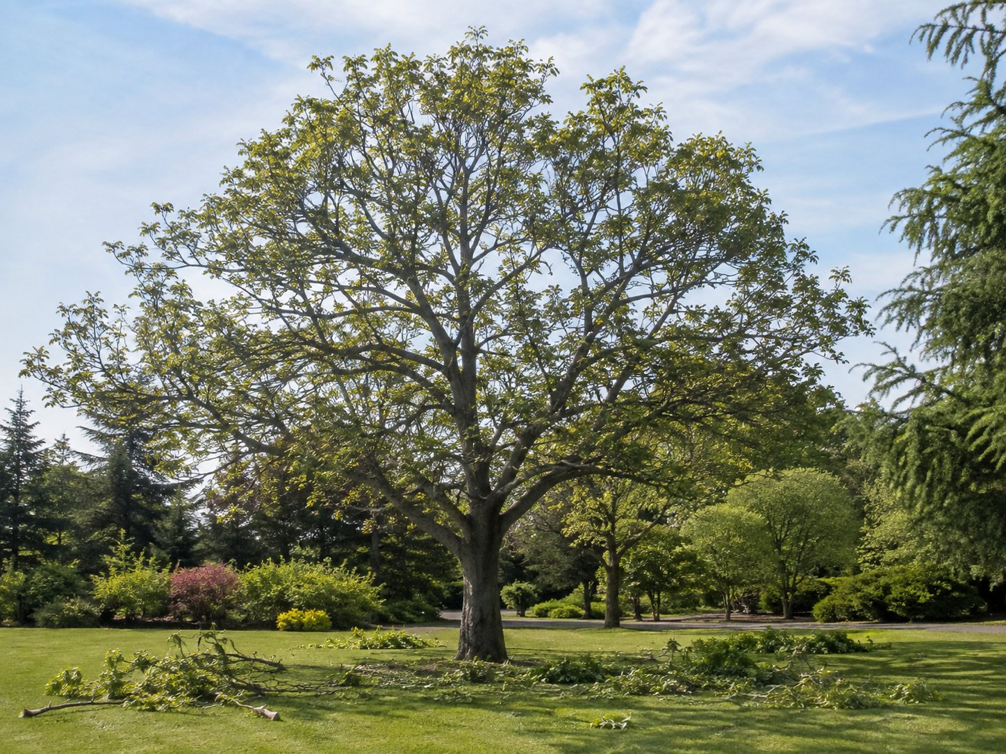 A large, well-thinned tree on open lawn, branches freshly cut and cleared beneath it.