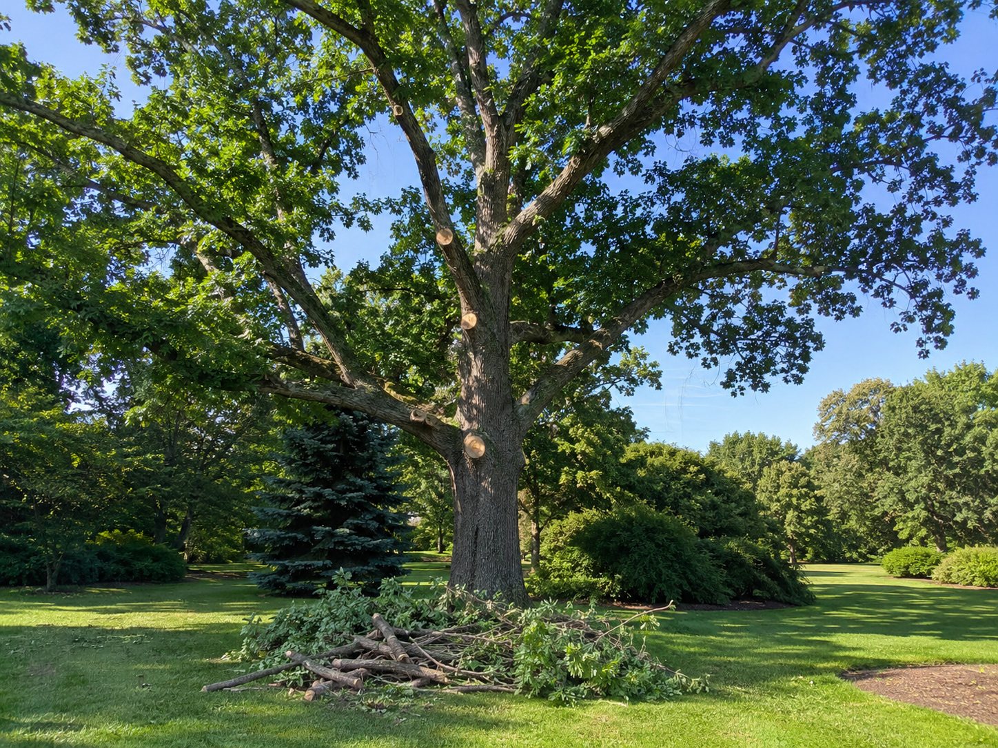 A mature oak with several dead branches removed, visible fresh-cut scars along the limbs, brash cleared beneath it.