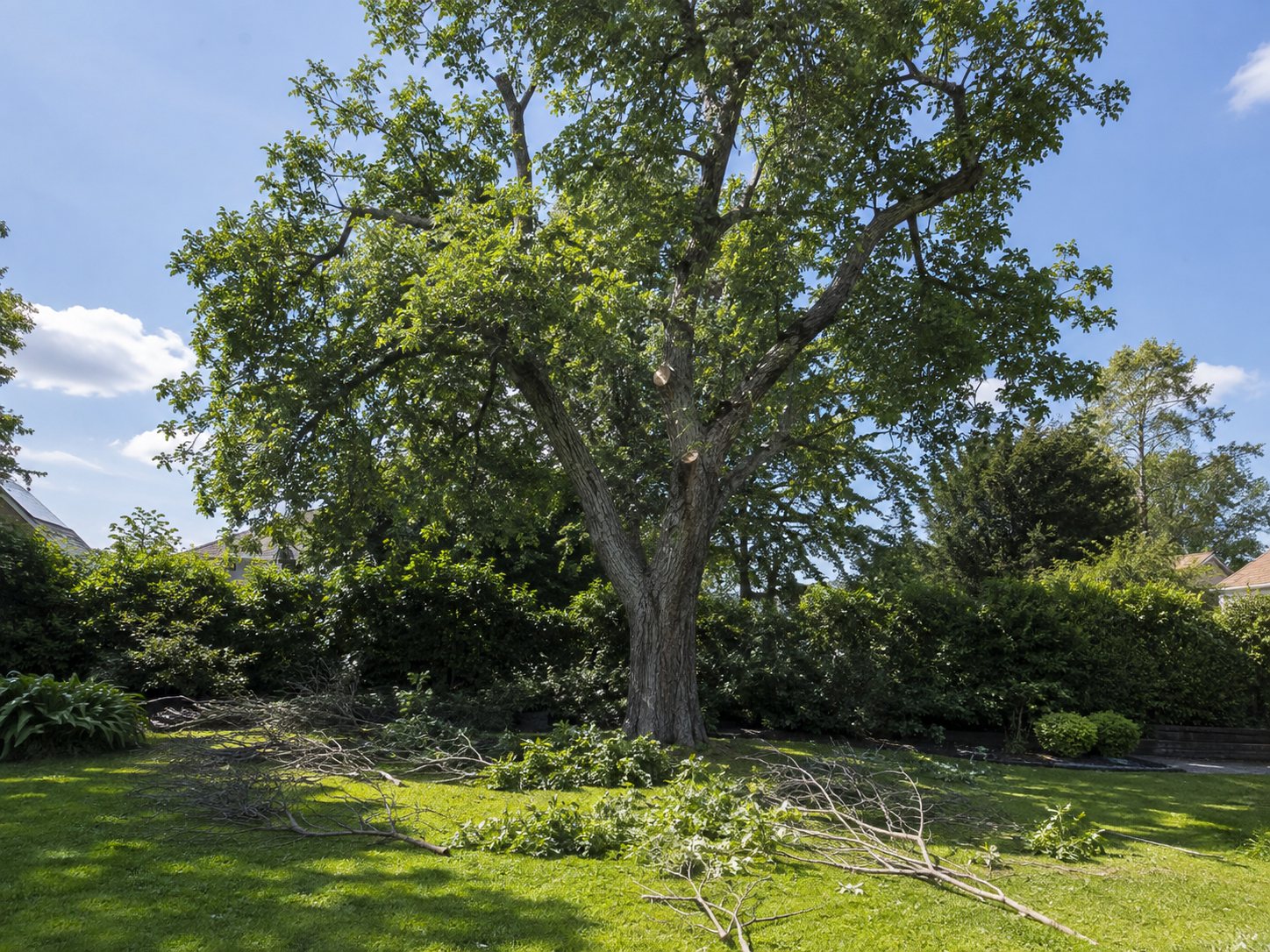 A large garden tree with dead branches removed, pale cut scars visible in the canopy, brash cleared on the lawn beneath it.