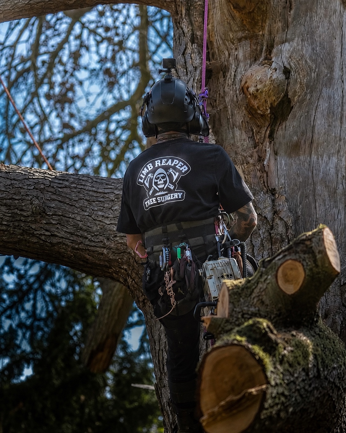 Limb Reaper arborist carrying out careful pruning from within a mature tree.