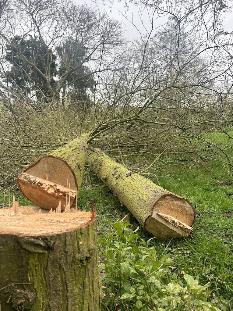 Felled tree sectioned into logs on open grass.