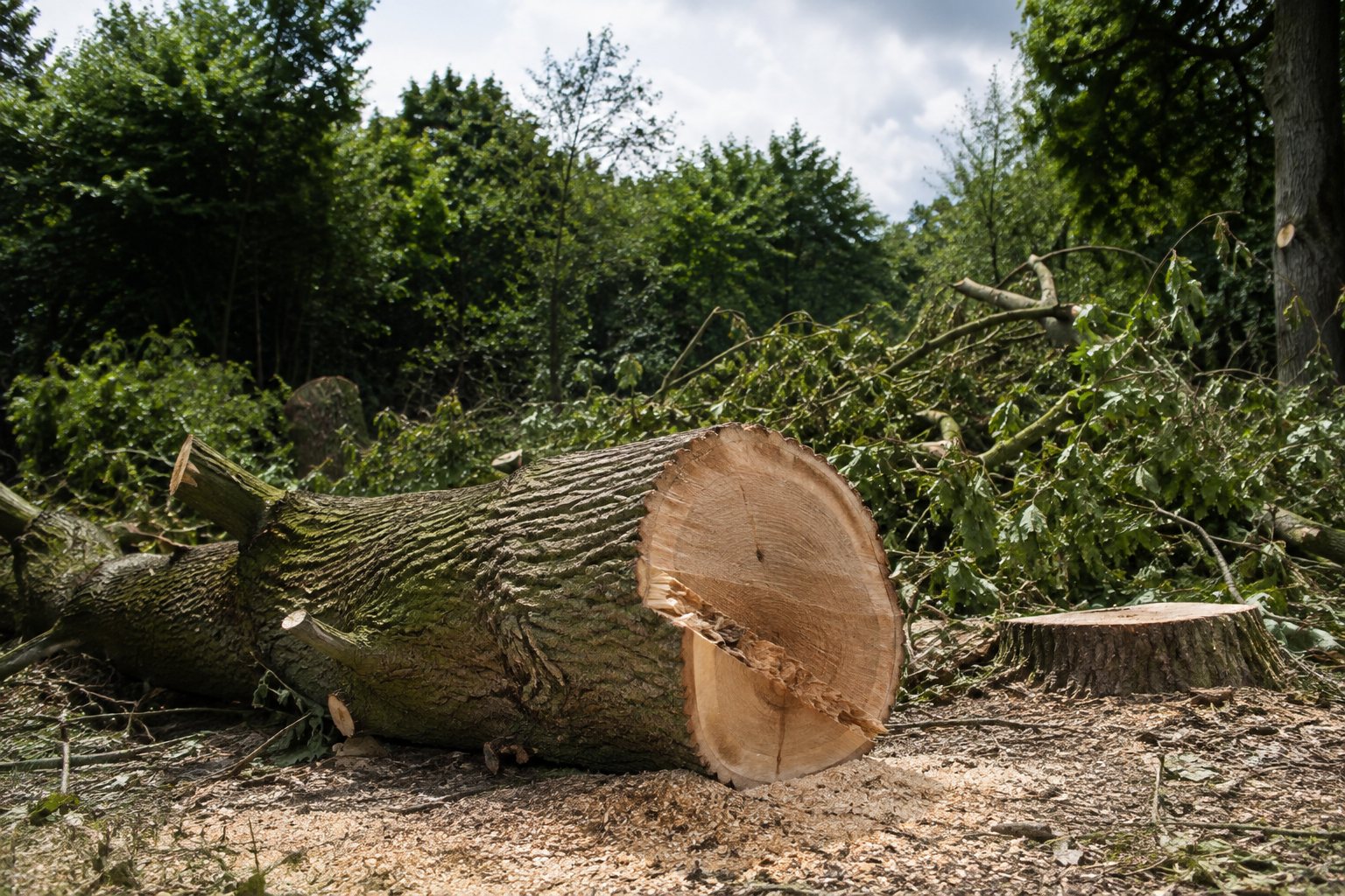 A freshly felled oak trunk showing the cut cross-section, in a woodland setting.