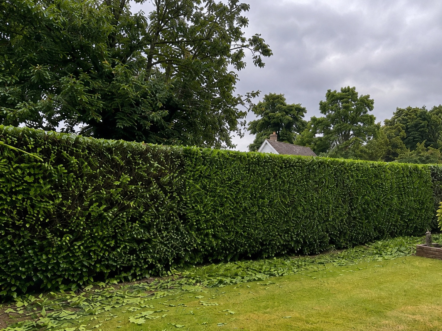 Long established garden hedge freshly trimmed to a level top and even face.