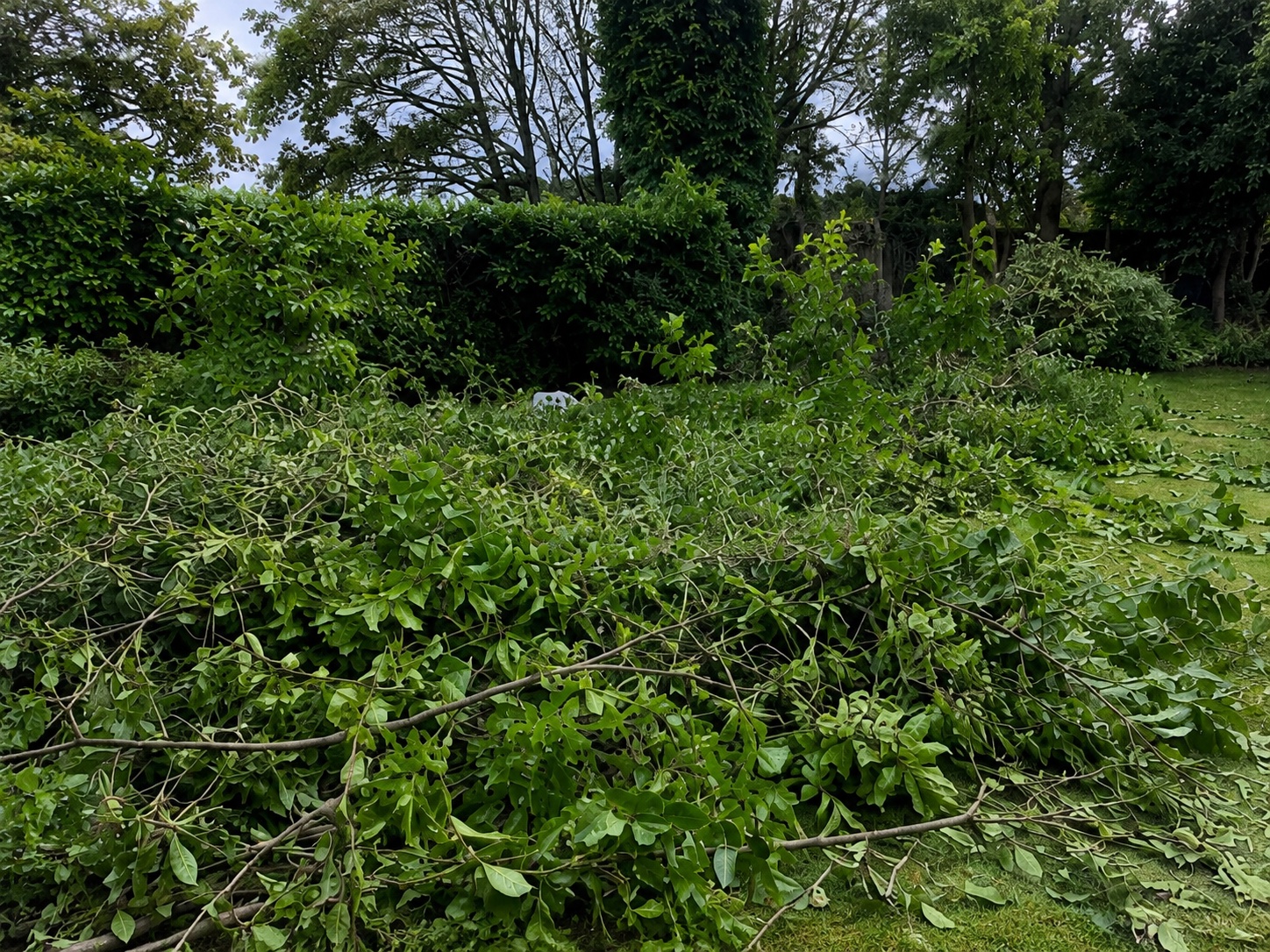 Fresh hedge cuttings gathered on a lawn during an extensive hedge reduction and tidy-up.