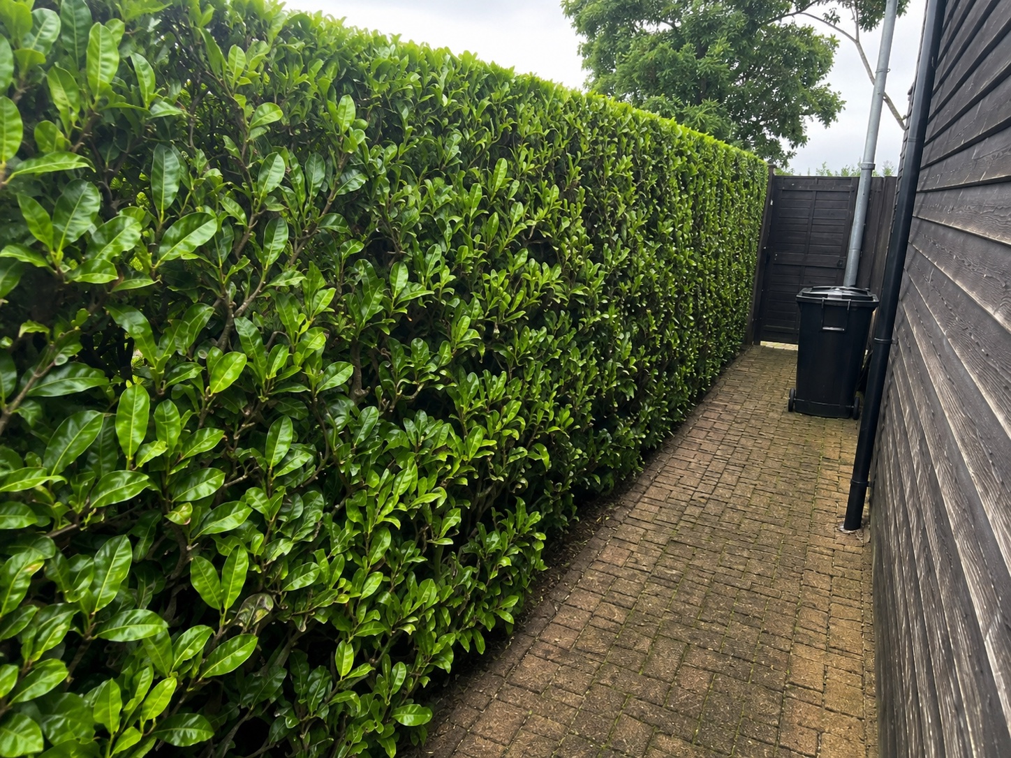 Freshly trimmed evergreen hedge kept neat beside a narrow paved access path and property wall.