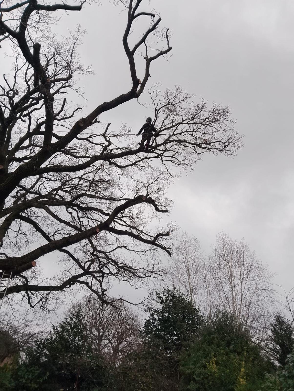 Tree surgeon positioned on a broad limb while pruning the crown of a large mature oak.