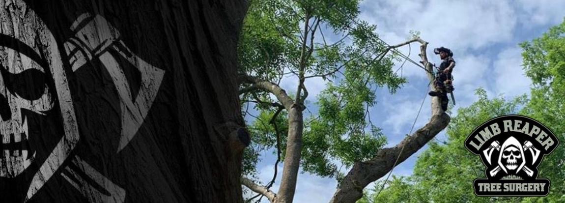 Limb Reaper climber working high in a leafy tree beside the company branding.