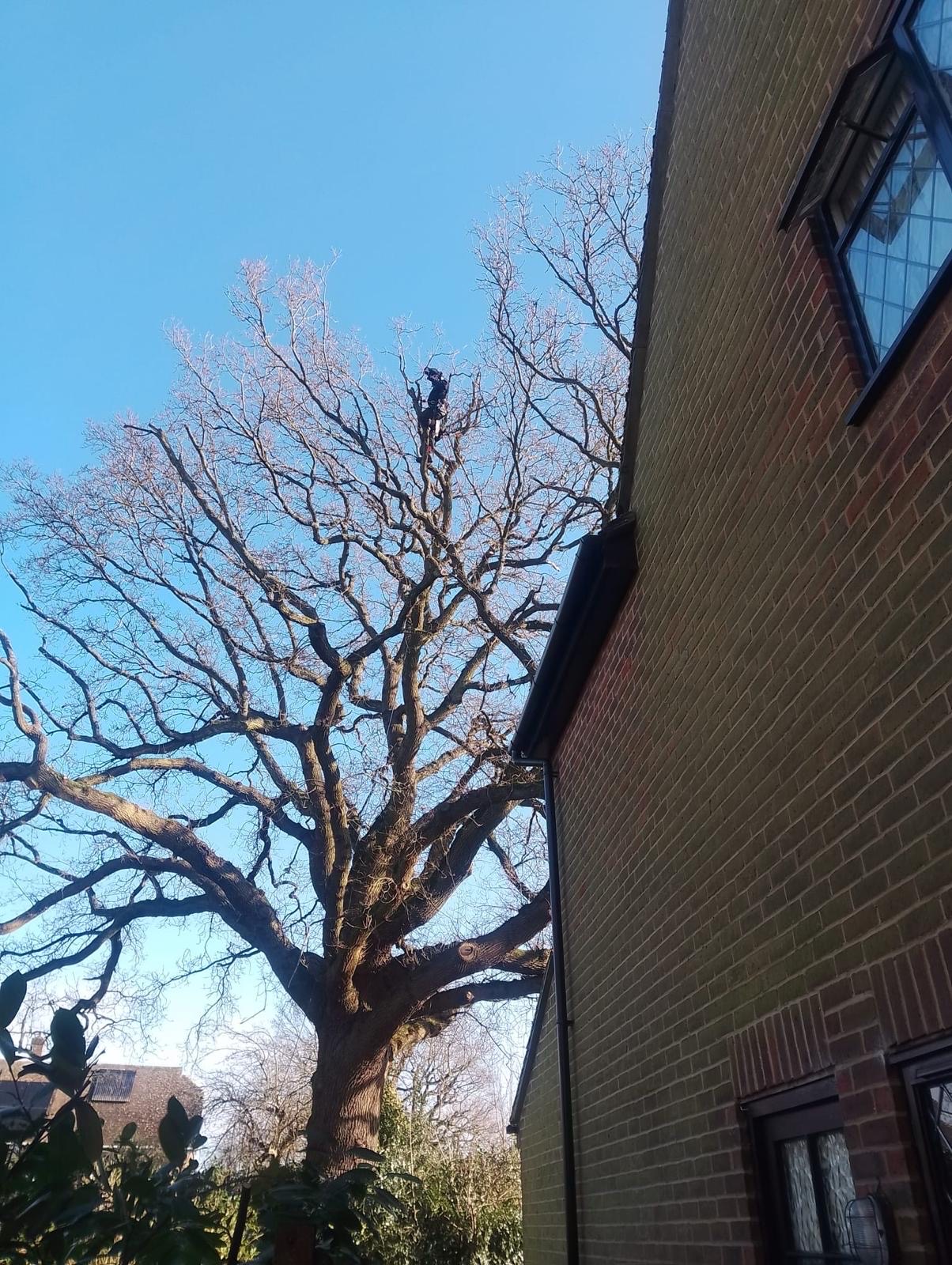 Climber working within the upper crown of a mature oak positioned close to a brick property.