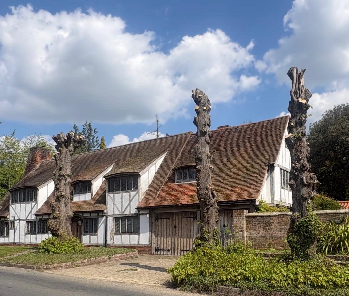 Three mature lime trees pollarded beside a traditional timber-framed property.
