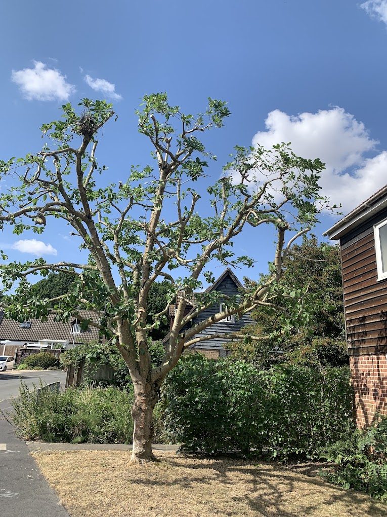 A pollarded tree in full leaf on a residential street.