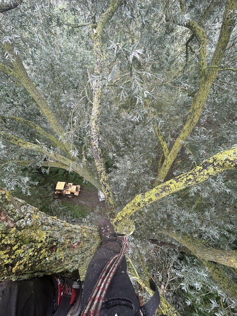 Point-of-view shot looking down a lichen-covered trunk from a harness.