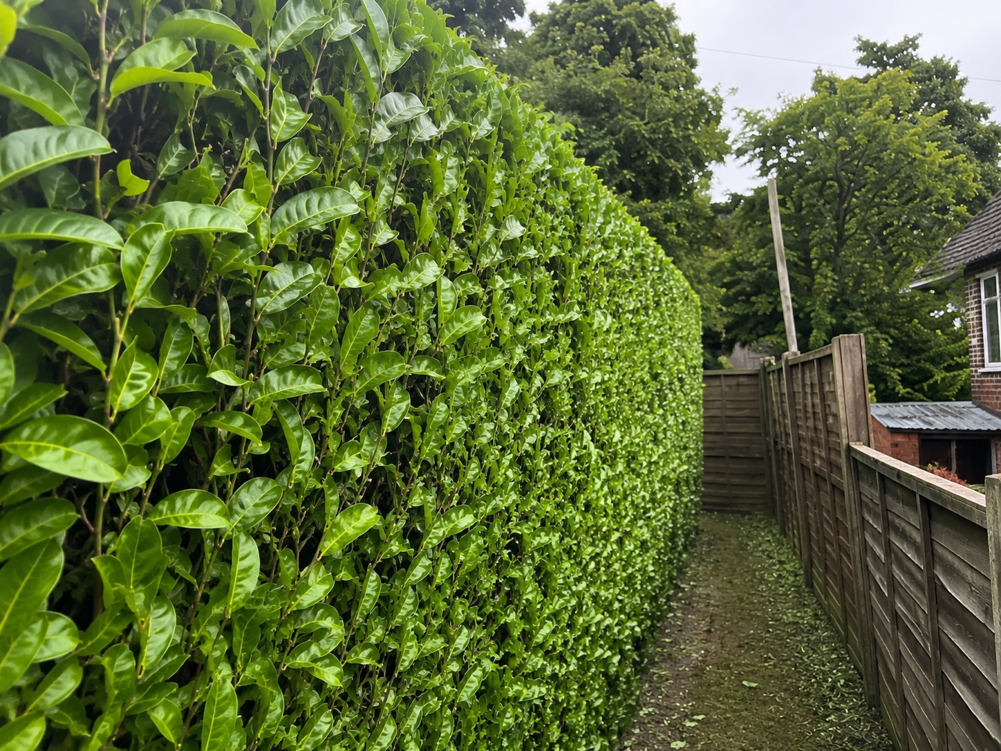 Close view along a professionally cut evergreen hedge with a crisp, even face in a Sudbury garden.