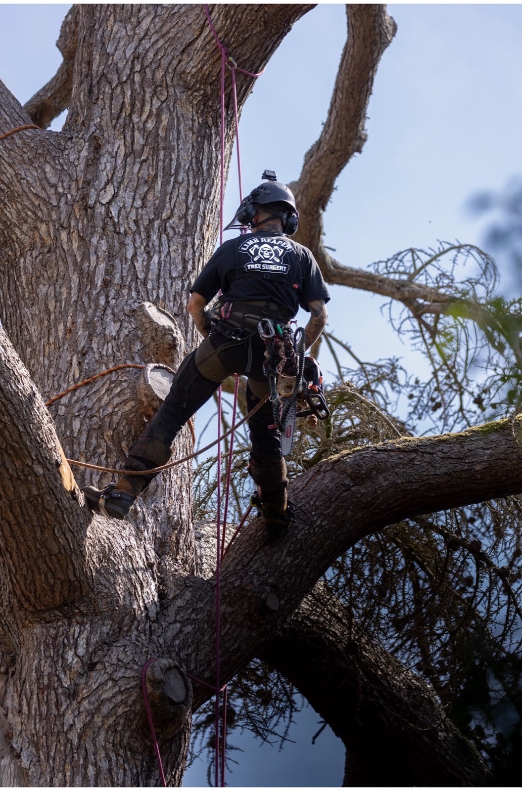 Limb Reaper arborist secured by ropes while working within the crown of a mature cedar tree.
