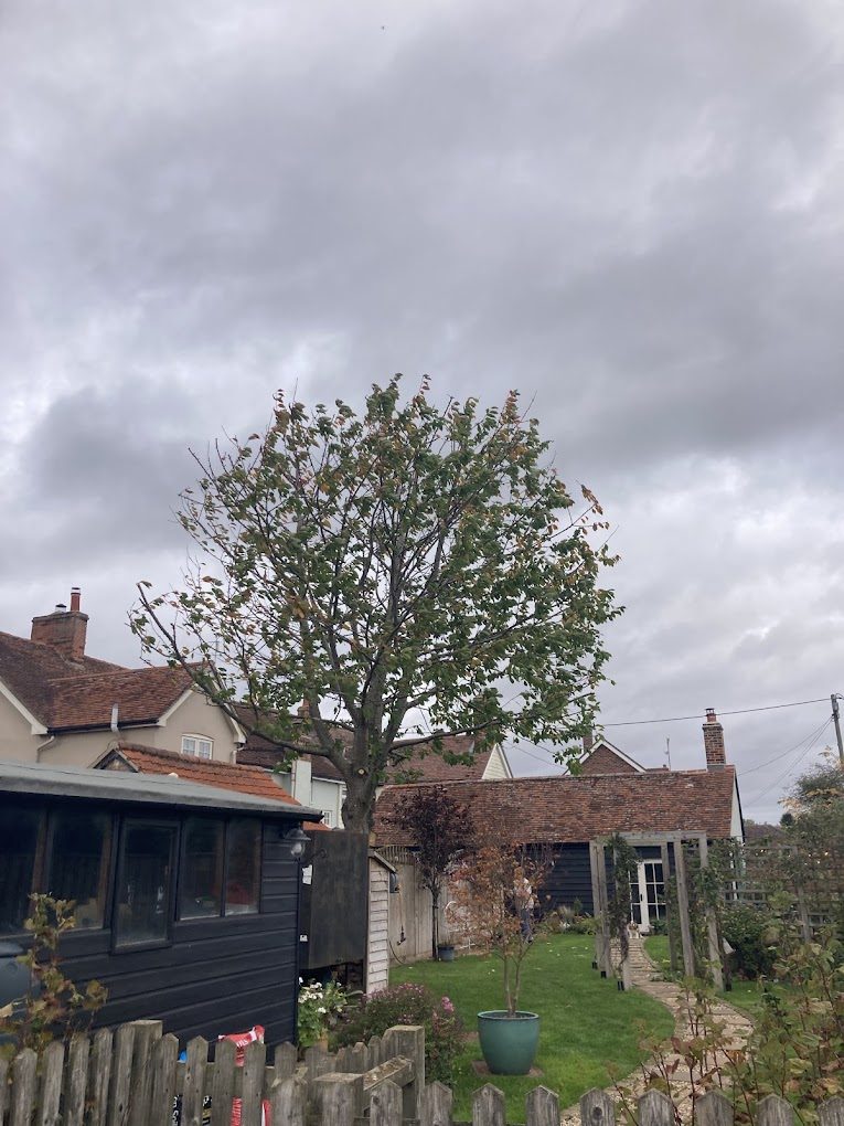 A neatly reduced tree in a well-kept garden after Limb Reaper finished the job.
