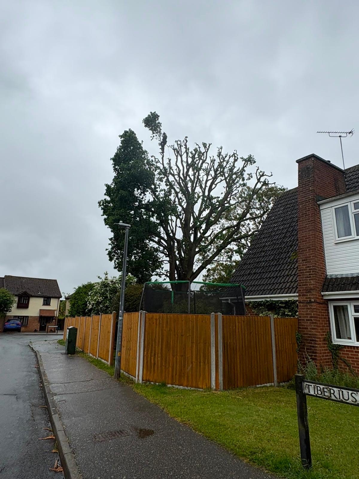 Tree surgeon completing a substantial pollard on a mature tree beside residential properties.