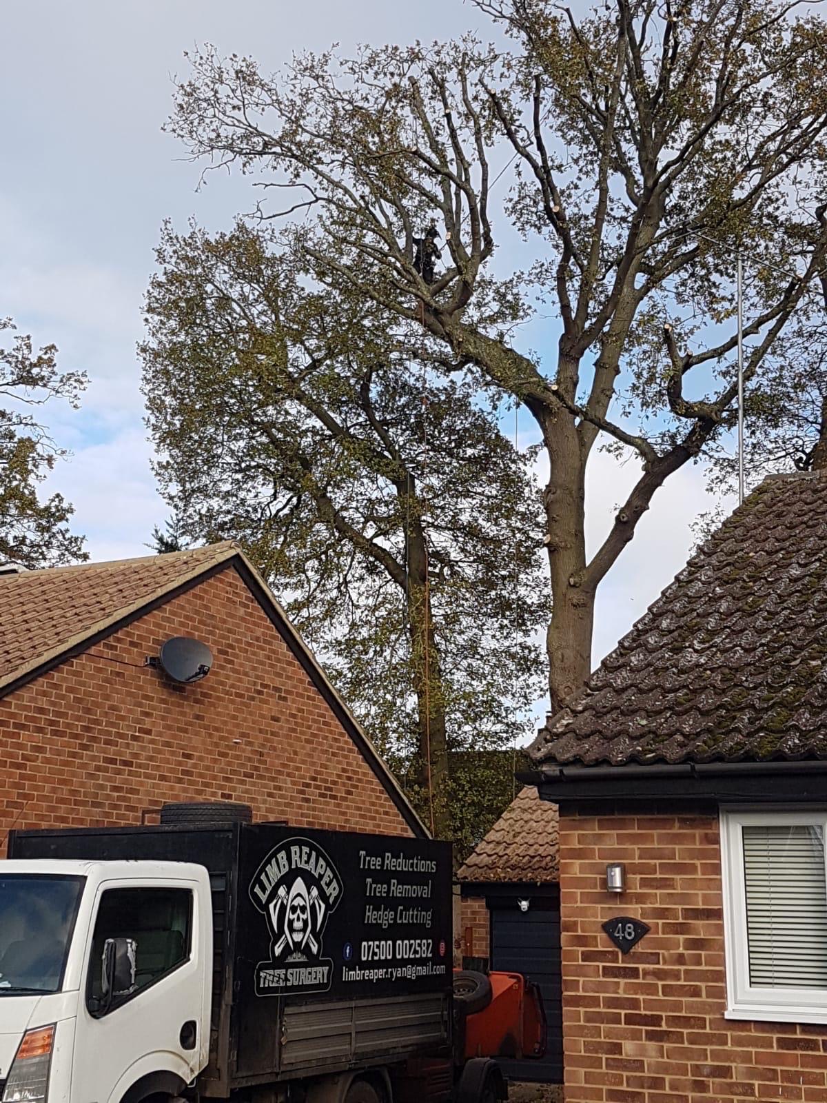 Limb Reaper works truck below a climber carrying out controlled tree work between residential properties.