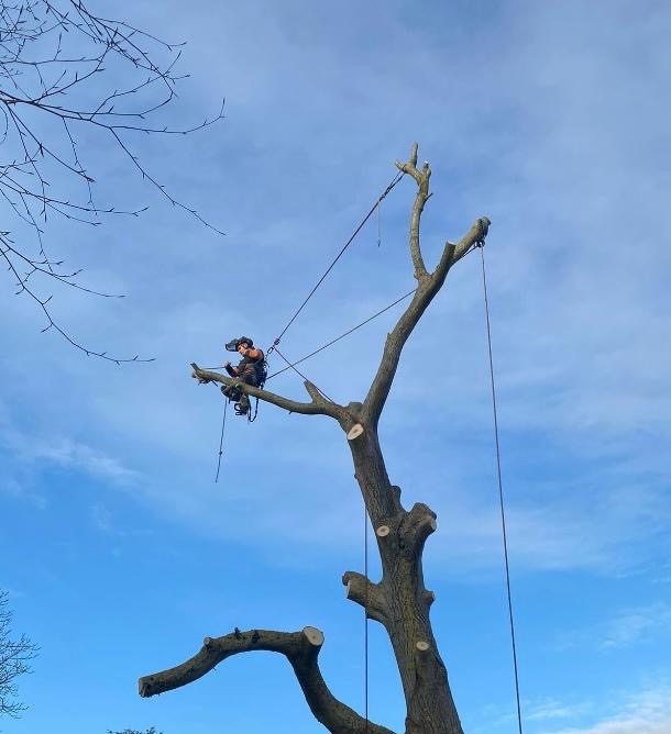 Tree surgeon secured on a dismantled trunk with rigging ropes controlling the remaining timber.
