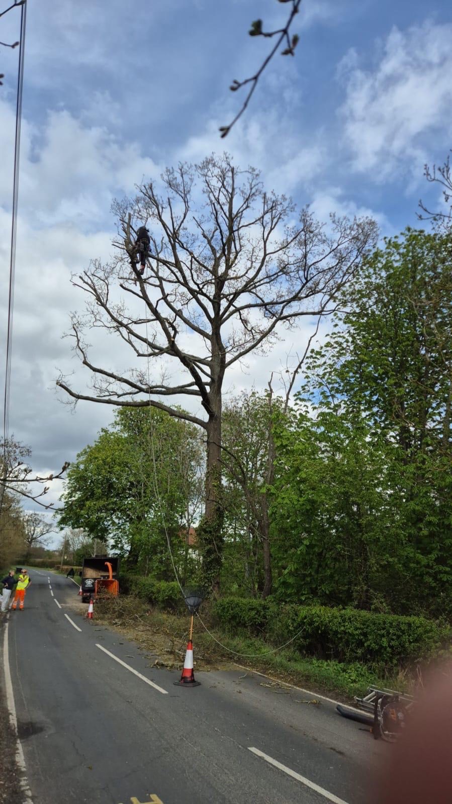 Tree surgeon working high above a roadside work zone with cones, rigging and ground support in place.