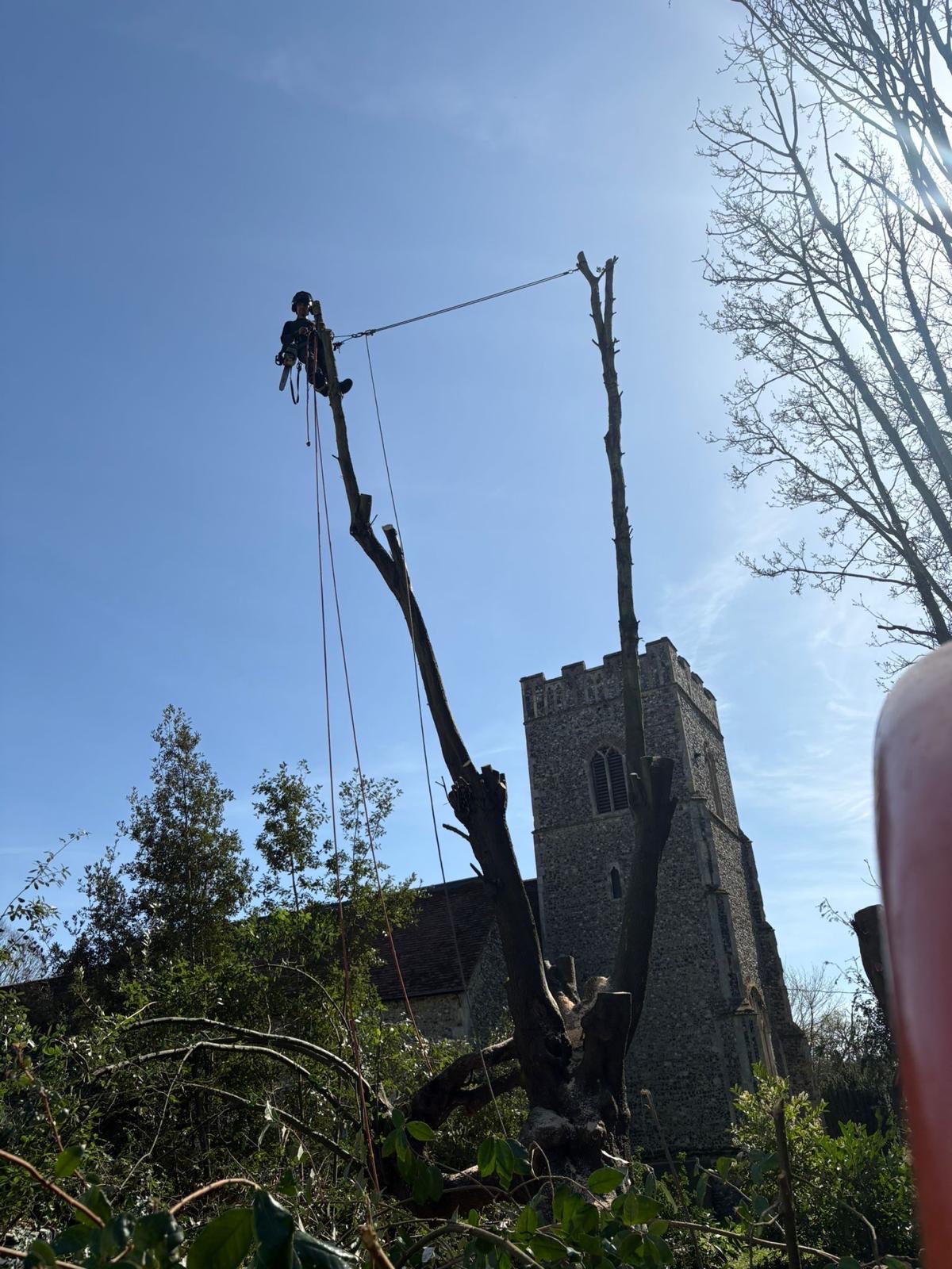 Tree surgeon carrying out a rigged sectional dismantle beside a historic village church tower.