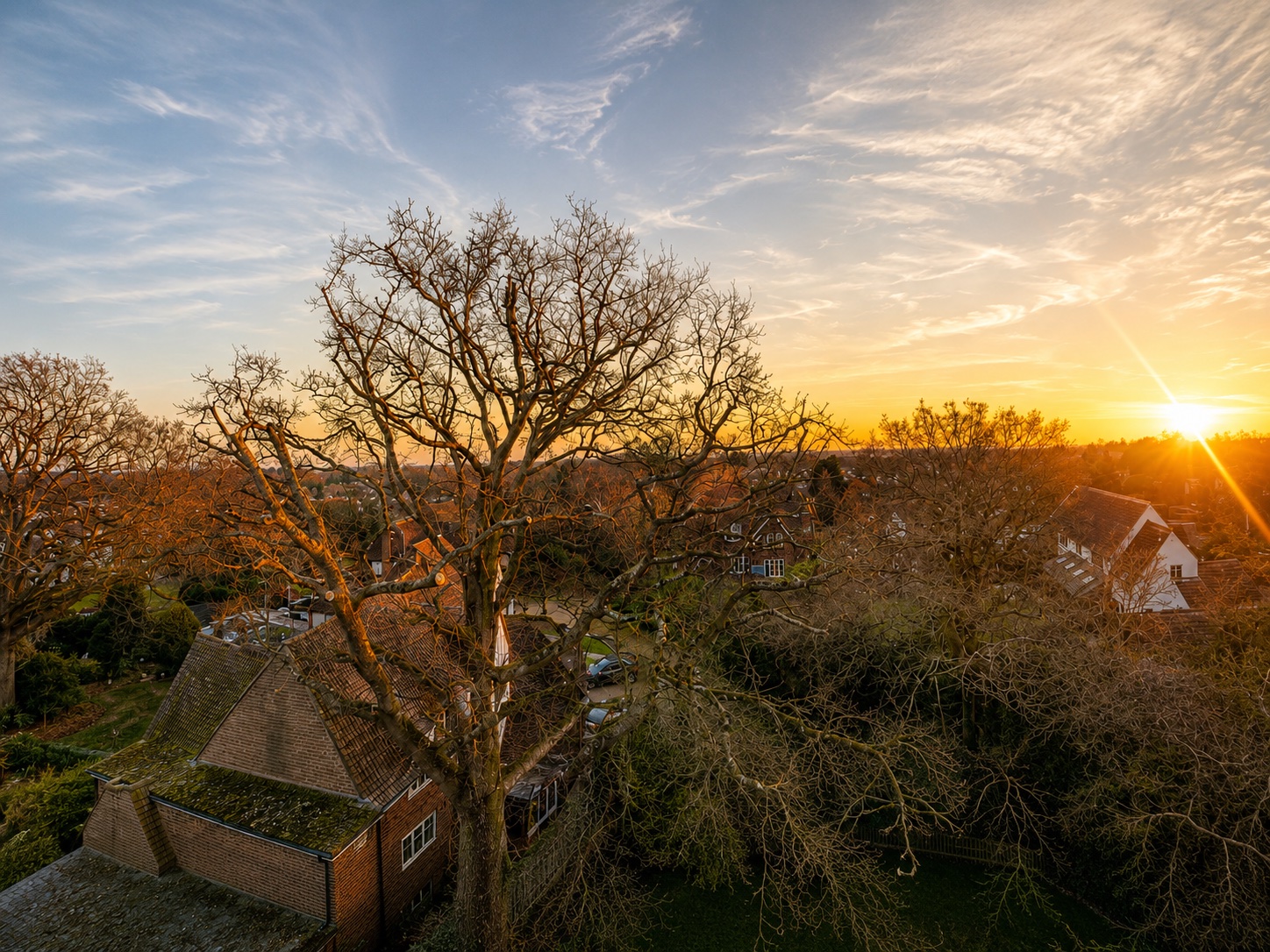 A mature tree after a careful crown reduction and thinning at sunset.