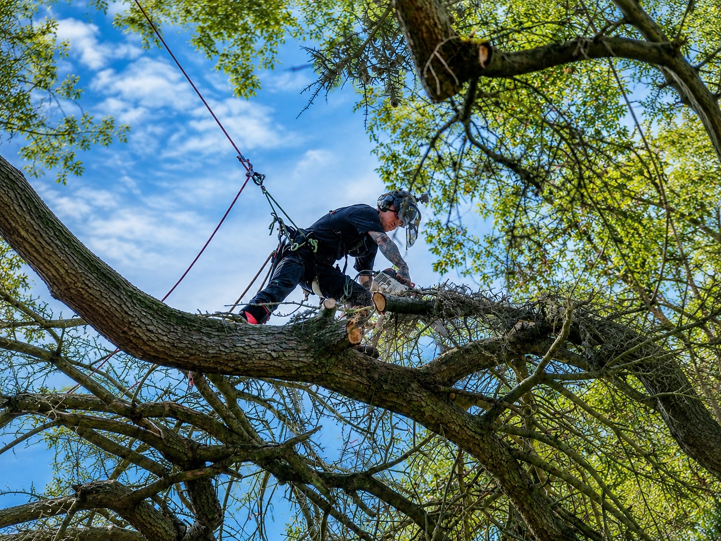 Rope-access arborist removing dead and unwanted branches from a mature tree.