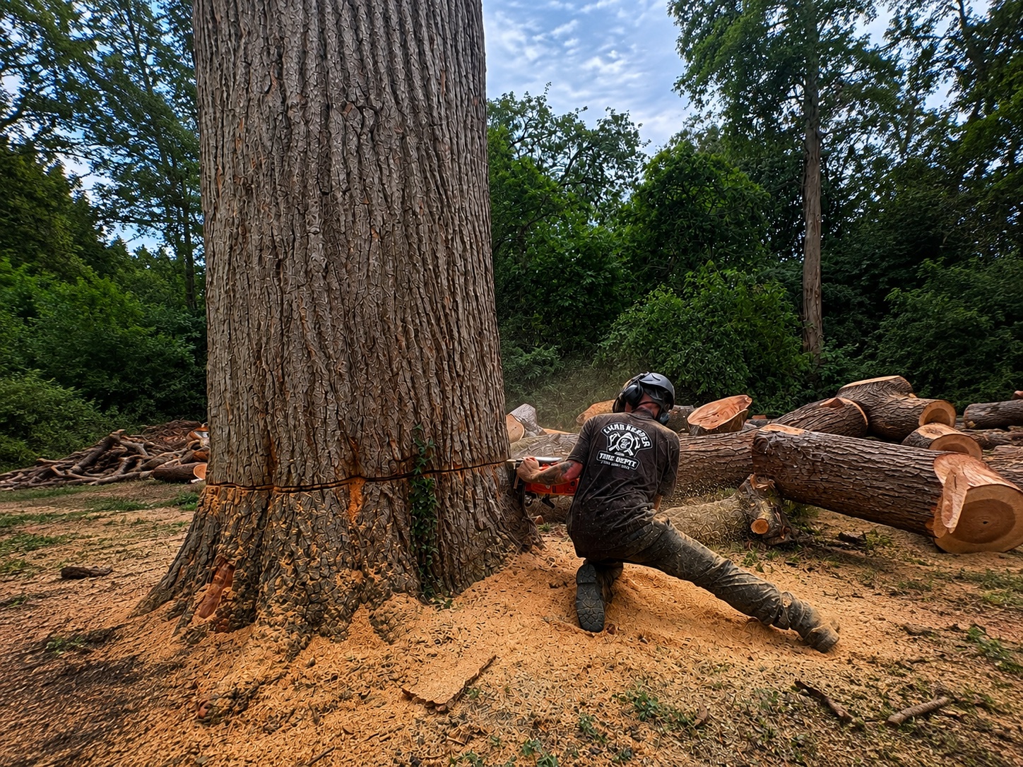 Limb Reaper arborist cutting through a large trunk during site clearance work.