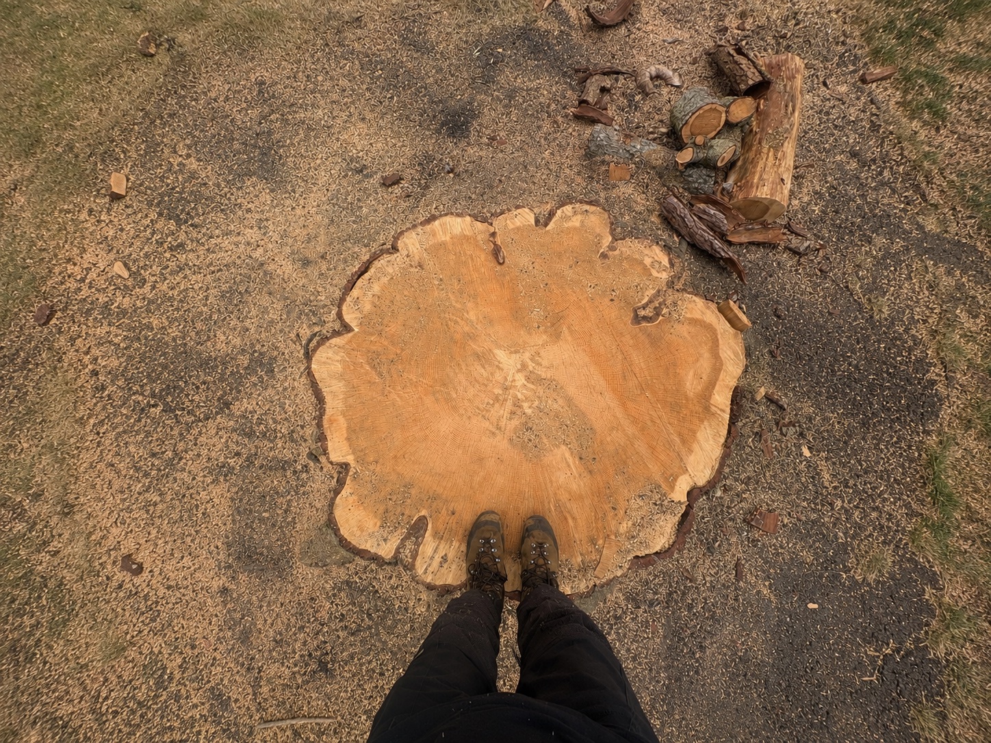 Large freshly cut tree stump ready to be ground below ground level.
