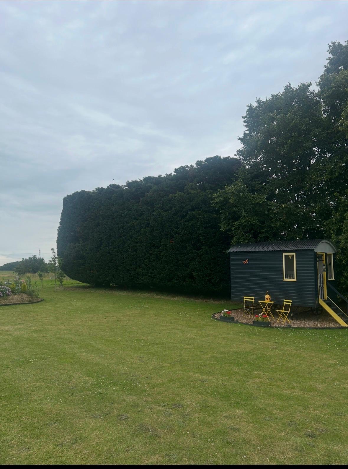 A clean, well-kept garden and neatly trimmed boundary hedge after the work was completed.