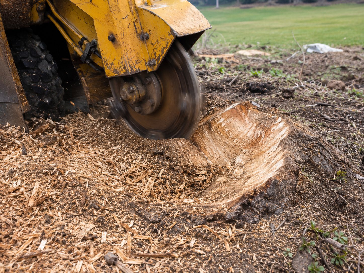 Close-up of a stump grinder's cutting wheel grinding a tree stump down, wood chippings scattered around it.