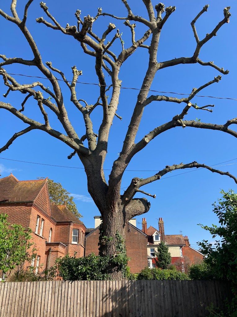 A large tree with deadwood removed and its crown structure opened up against a blue sky.