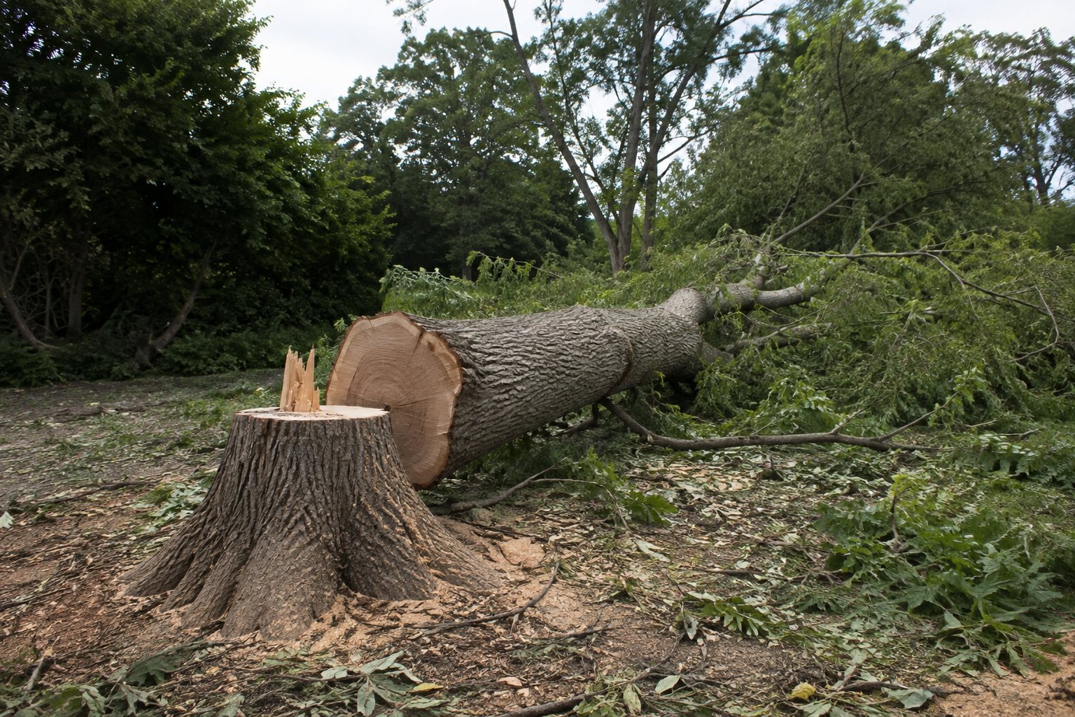 A large tree freshly felled, lying on the ground beside its stump.