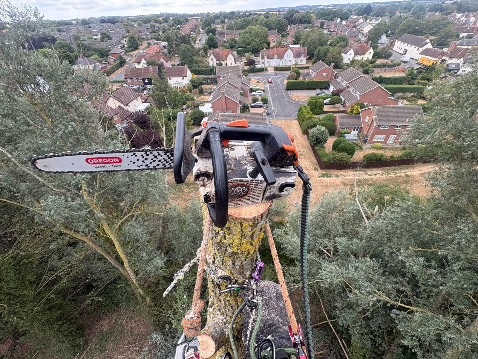 A tree surgeon's chainsaw secured high in a tree during a controlled dismantling operation.