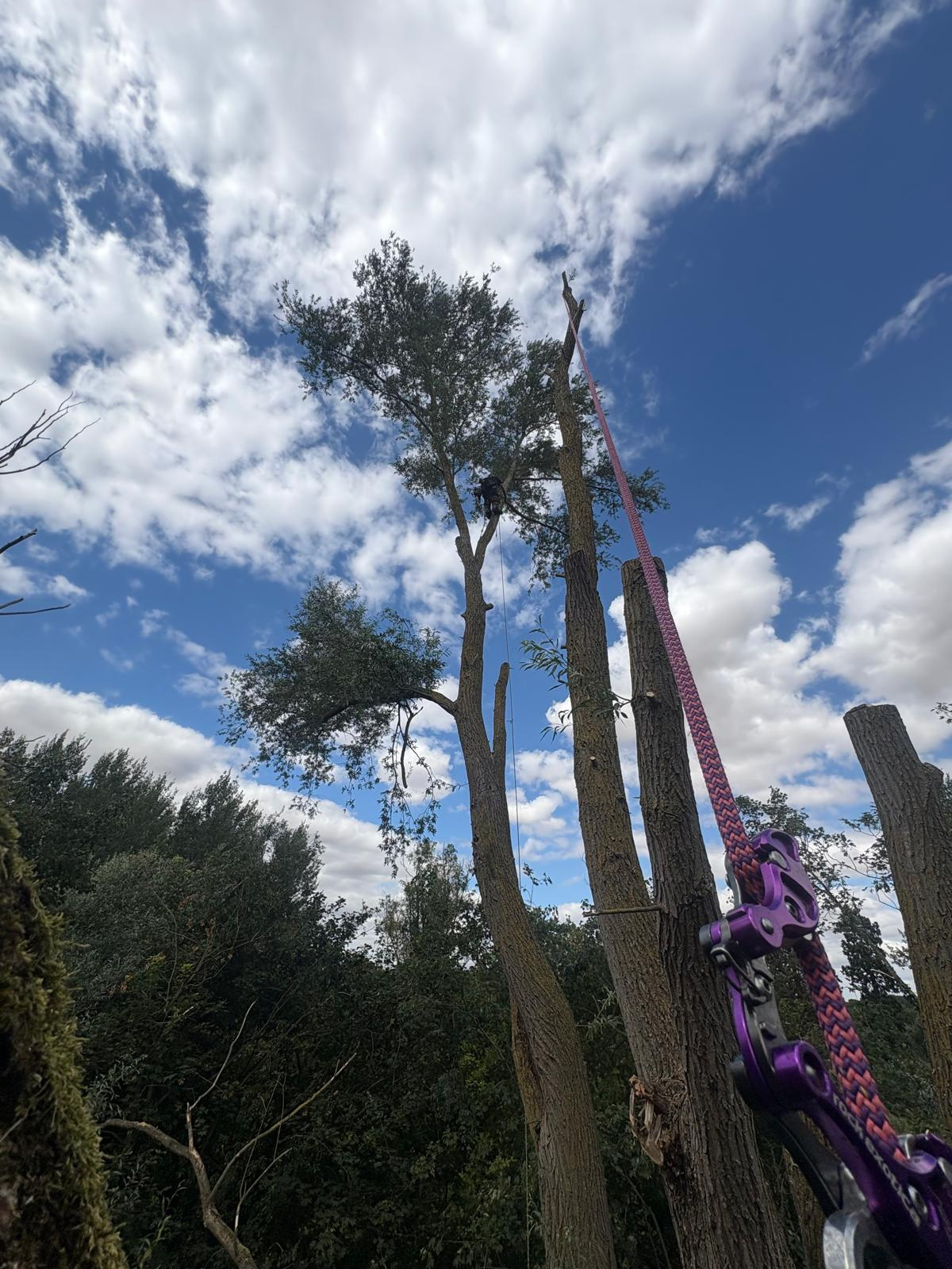 Arborist working high in a group of trees during a controlled sectional dismantle.