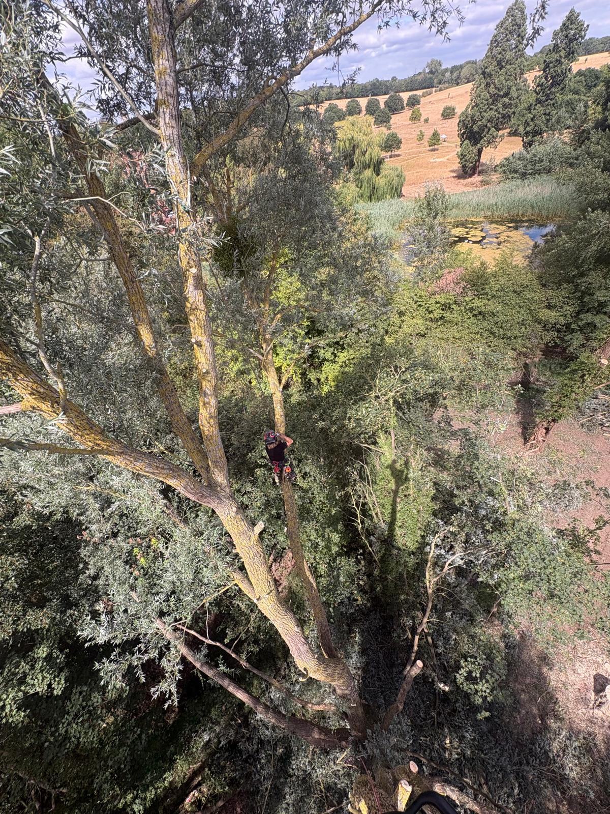 High-angle view of an arborist working in a mature tree above open parkland.