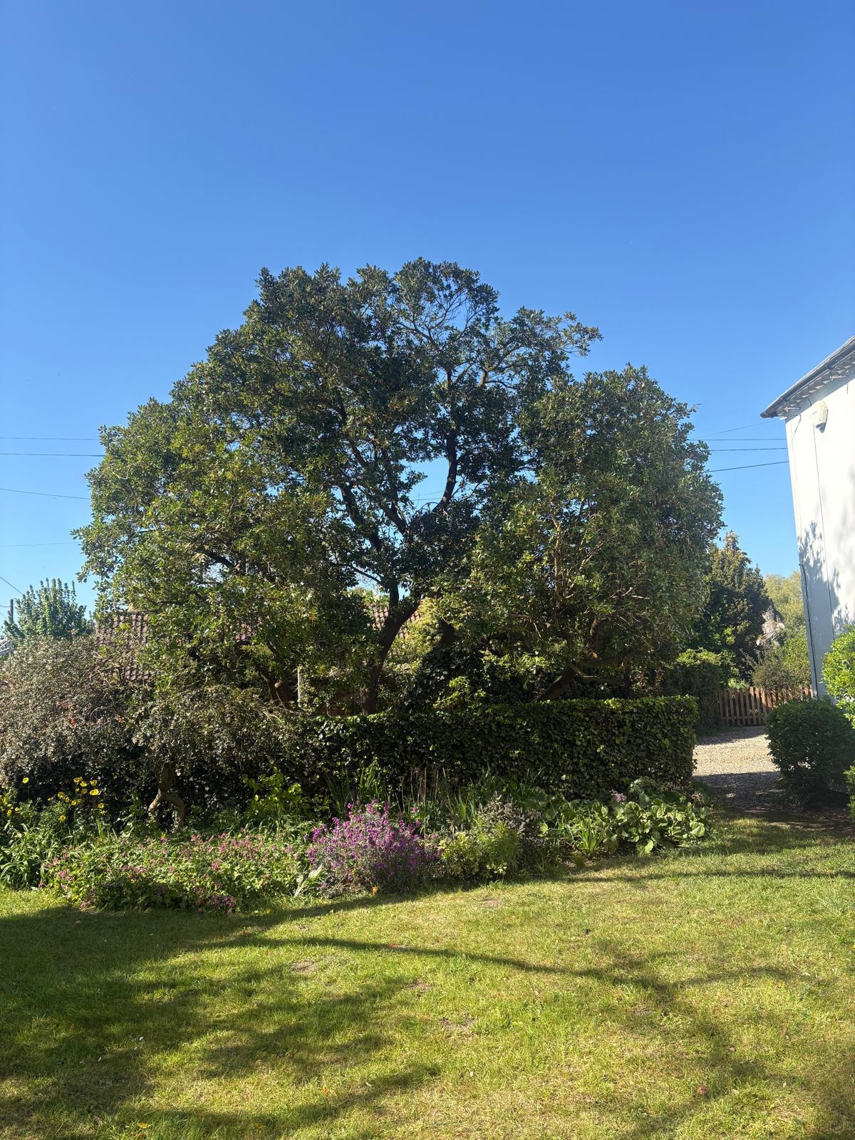 Large healthy mature tree forming the centrepiece of a well-kept garden.
