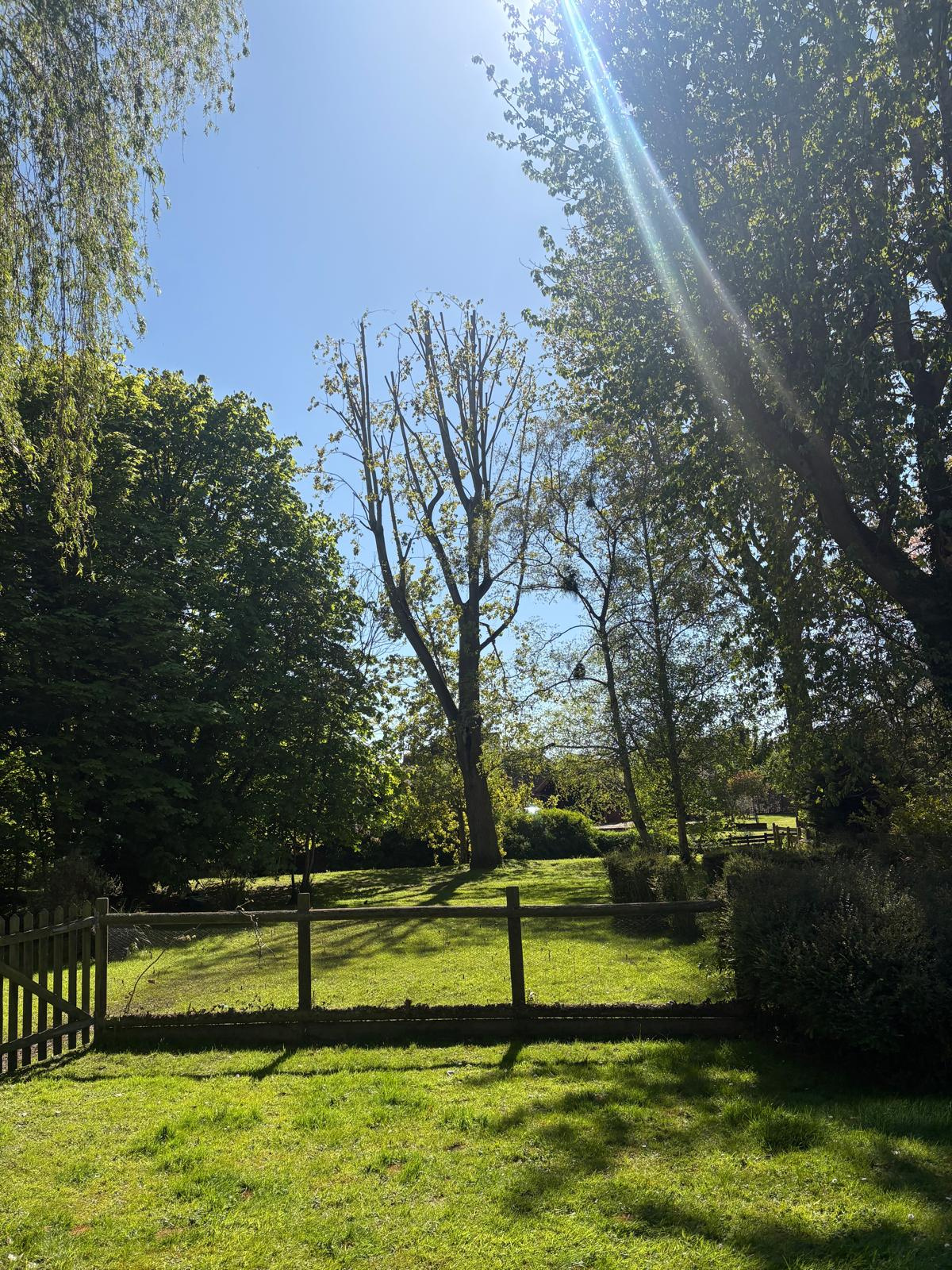 A tall managed tree standing over open garden ground, representative of larger properties around Bury St Edmunds.