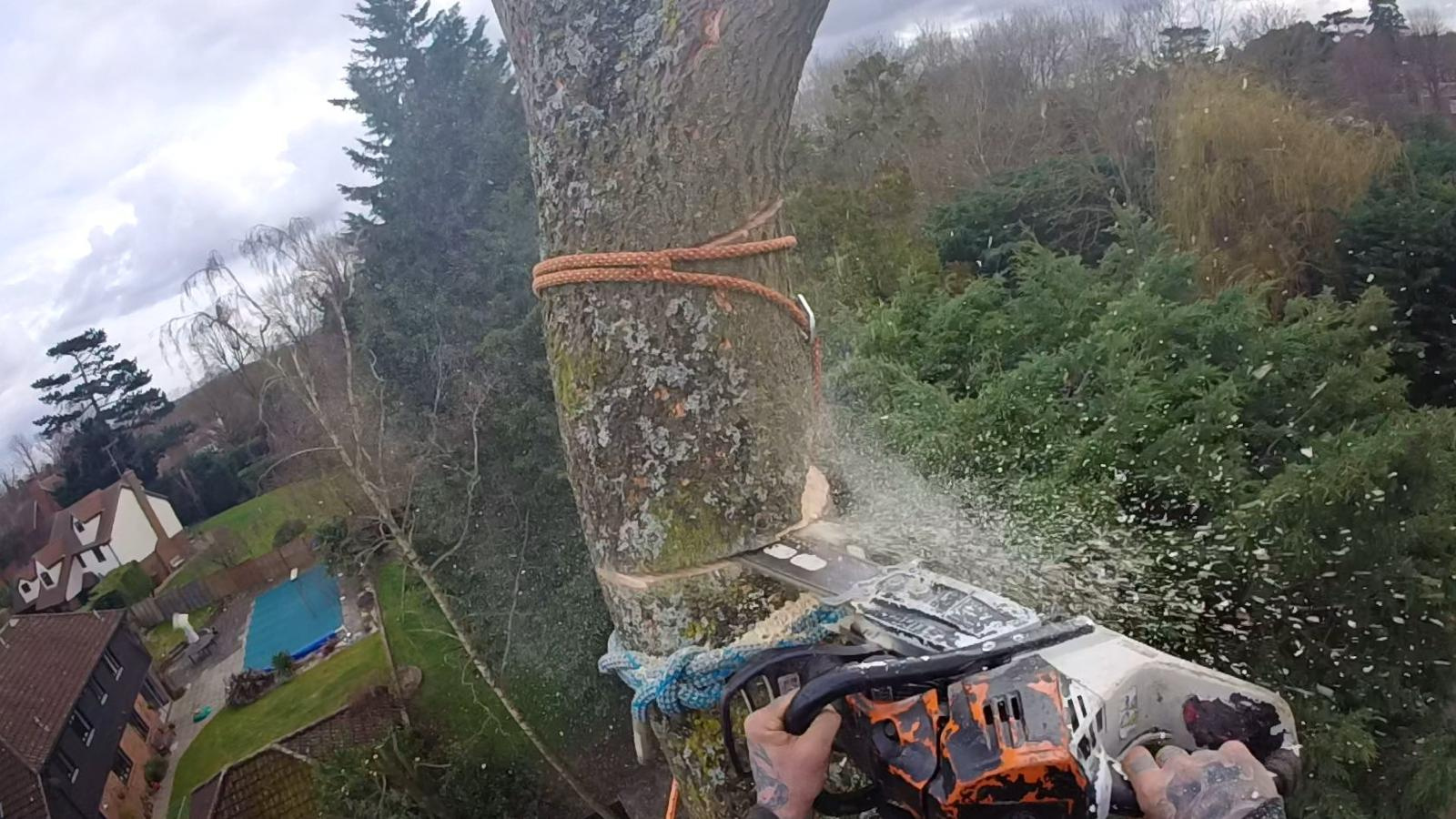 Arborist using a chainsaw at height during controlled tree work.